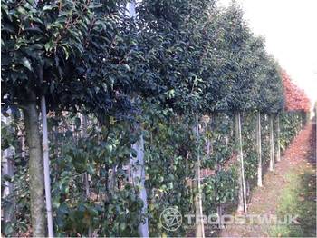 Utilaje pentru gradina Prunus Lustanica: Foto 1